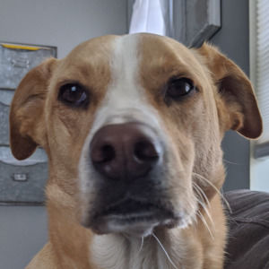 Meet your Posher, Abby